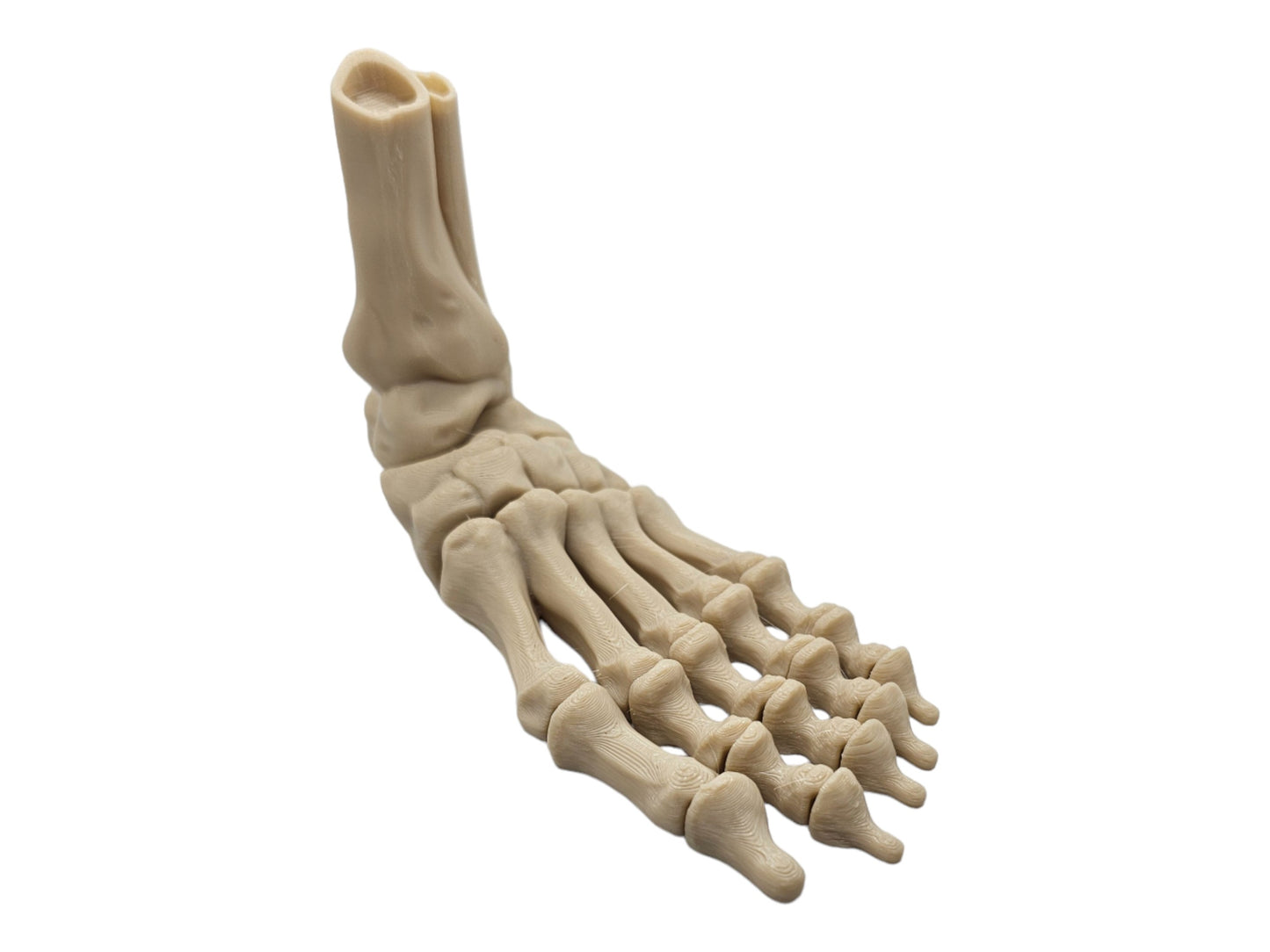 Skeleton Foot