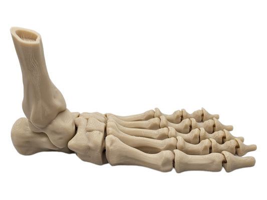 Skeleton Foot